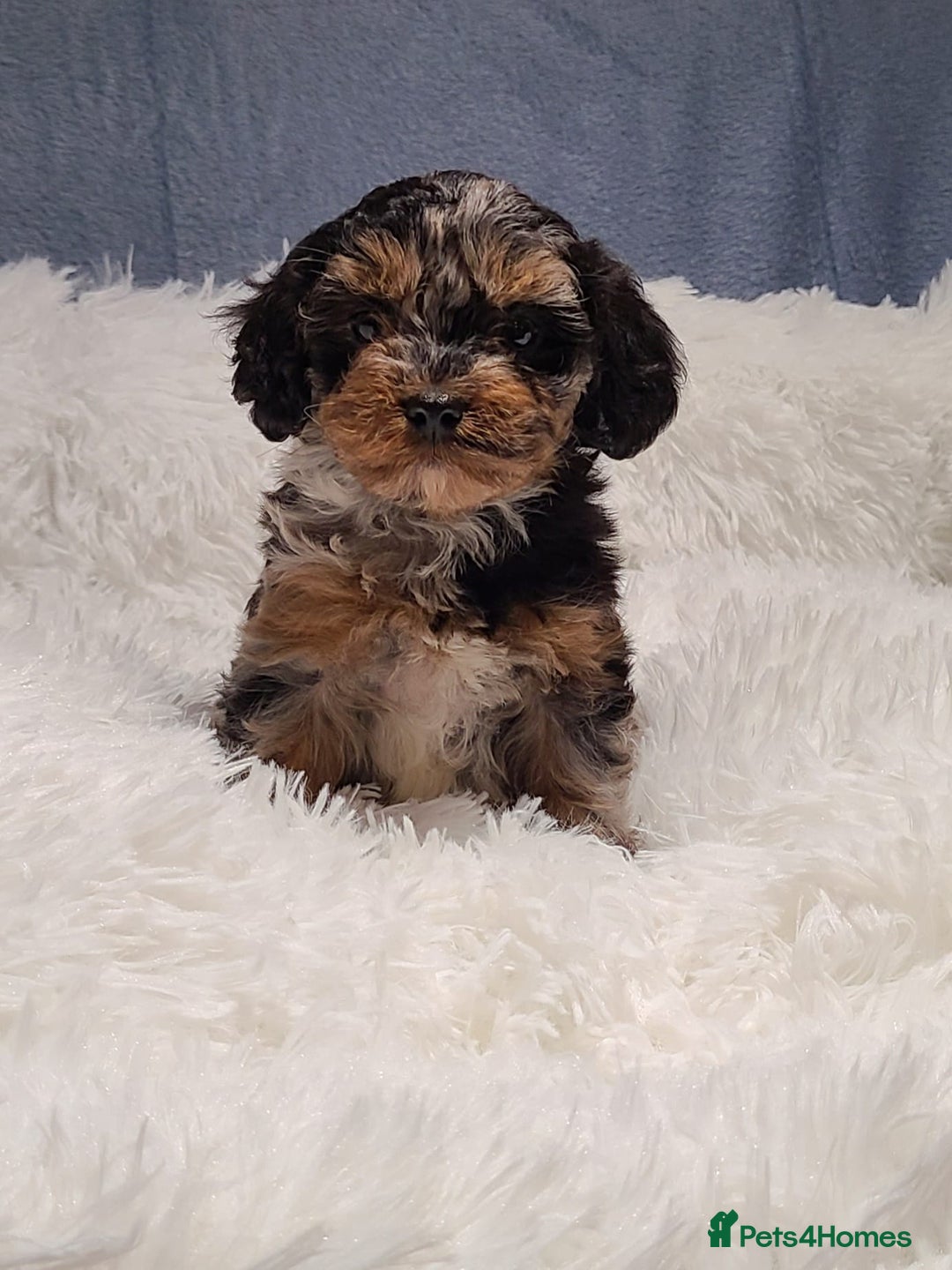 Cavapoo dogs for sale: Stunning Toy Cavapoo Puppies DNA Tested Parents - Advert 14