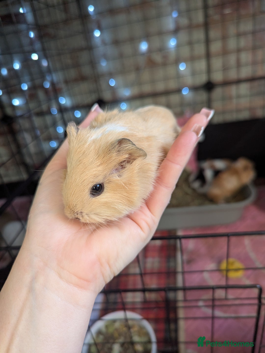 Guinea Pig rodents for sale: Baby guinea pigs  - Advert 12
