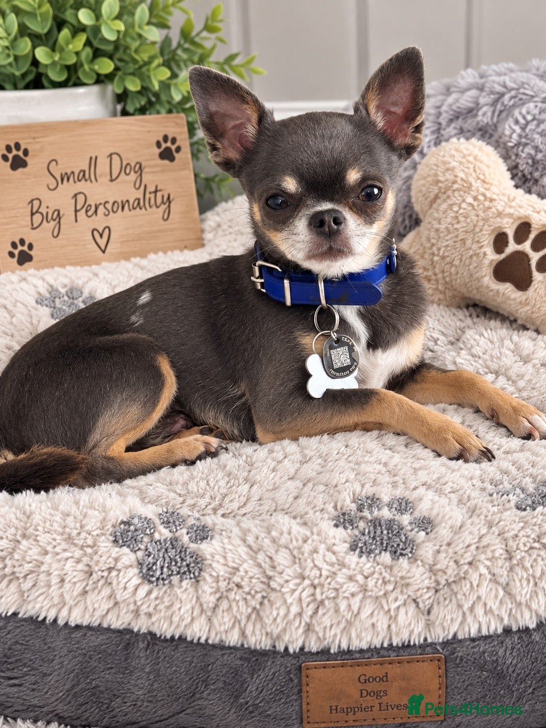 Chihuahua dogs BAILEY — PROVEN CHIHUAHUA STUD - Advert 2