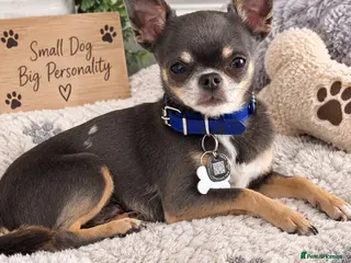 Chihuahua dogs BAILEY — PROVEN CHIHUAHUA STUD - Advert 3