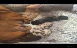 Miniature Dachshund dogs for sale: Kc reg miniature dachshund  - Image 29