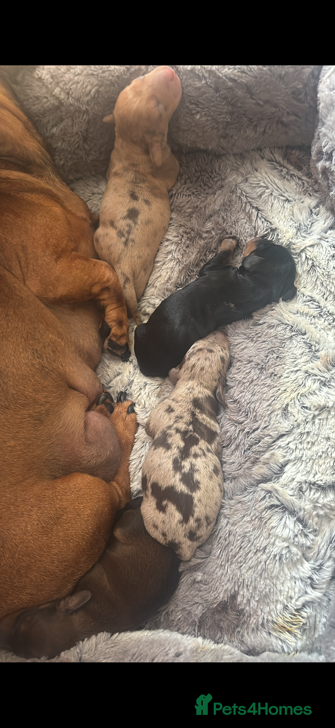 Miniature Dachshund dogs for sale: Kc reg miniature dachshund  - Image 29