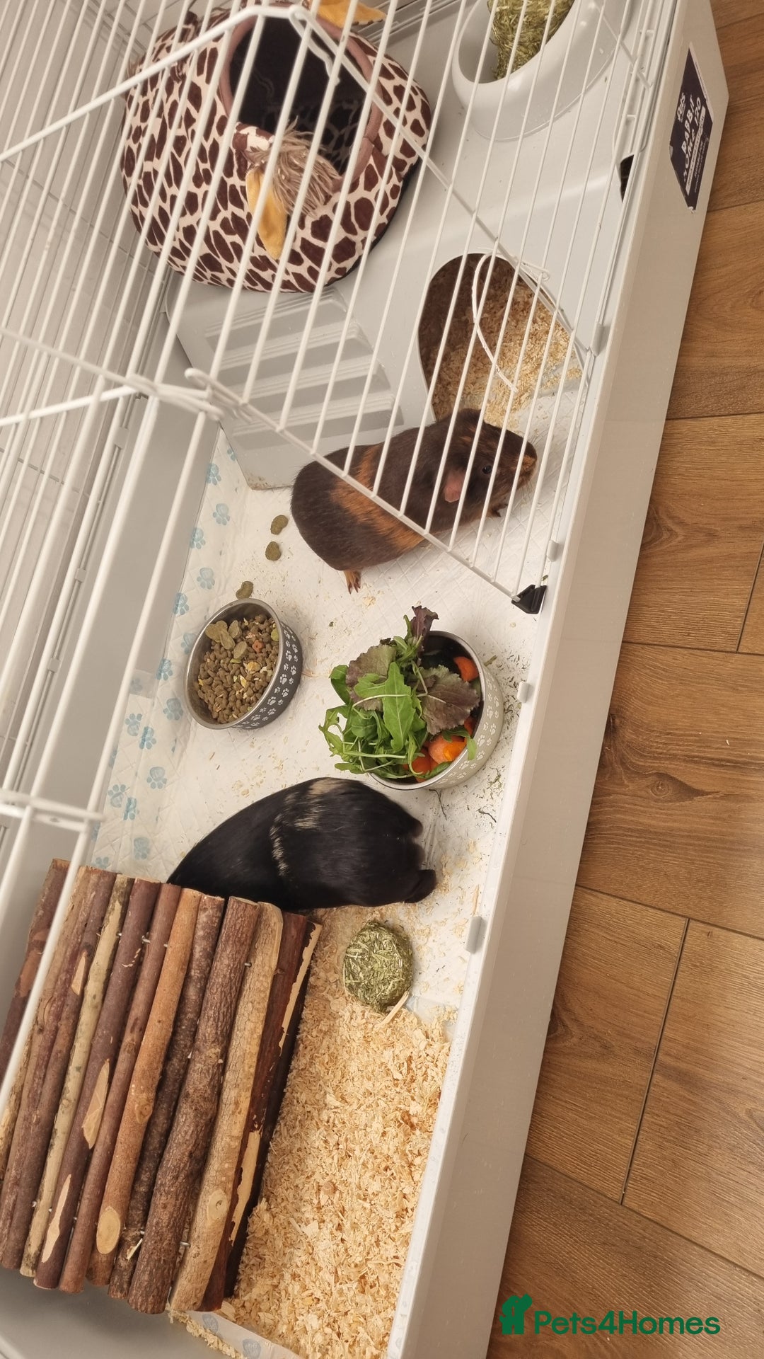 Guinea Pig rodents for sale: Two male guinea pigs for sale - Advert 6