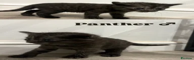 Panther 