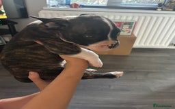 Mixed Breed dogs for sale: French bulldog x - Image 9