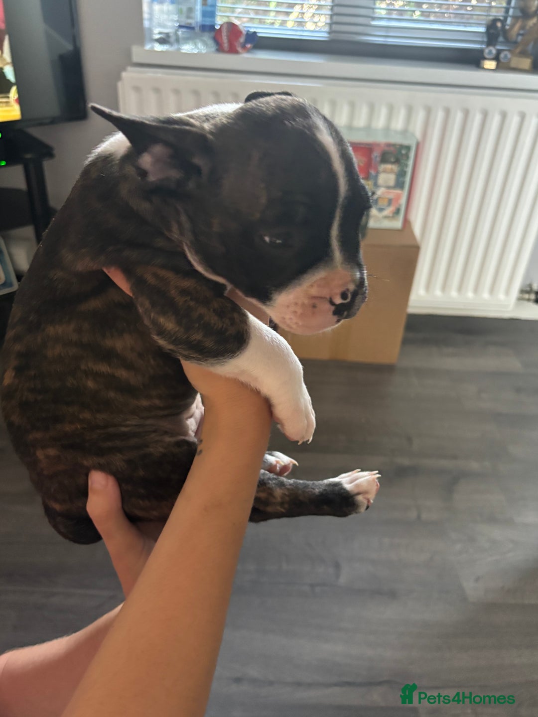 Mixed Breed dogs for sale: French bulldog x - Image 9