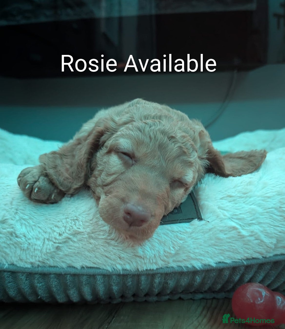 Cockapoo dogs Stunning cockapoos  - Advert 3