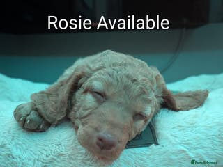 Cockapoo dogs Stunning cockapoos - Advert 3