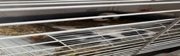 Guinea Pig rodents for sale: 4 male Guinea pigs for free!! - Advert 4