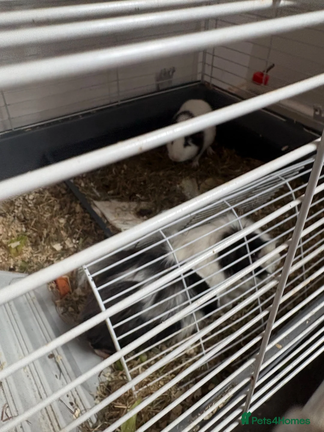 Guinea Pig rodents for sale: 4 male Guinea pigs for free!! - Advert 4