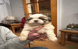 Shih Tzu dogs for sale: 6 Shih Tzu Puppies for Sale - Advert 3