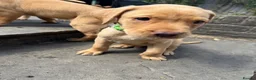 Labrador Retriever dogs for sale: Fox Red KC Labrador Puppies - Advert 21