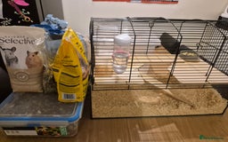 Gerbil rodents for sale: 2 gerbils with cage and a few items for sale - Image 2
