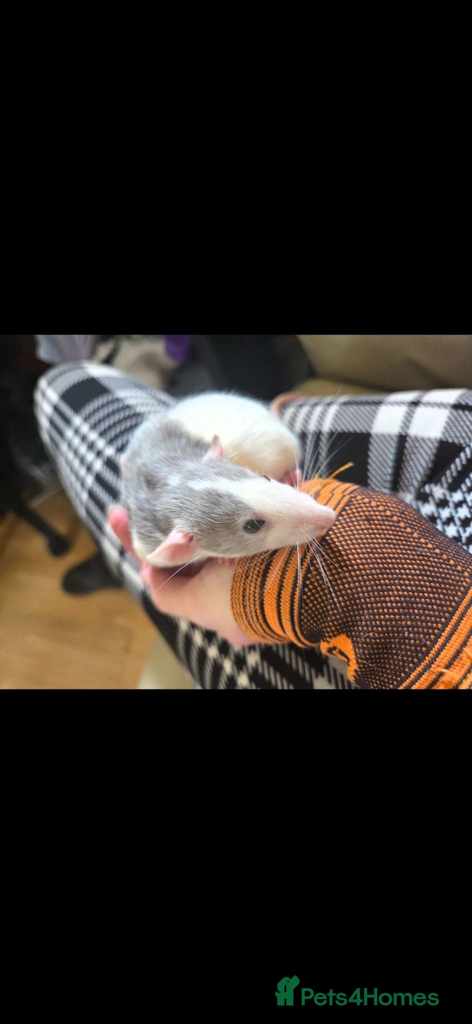 Rat rodents Dumbo Husky Rats - Advert 1