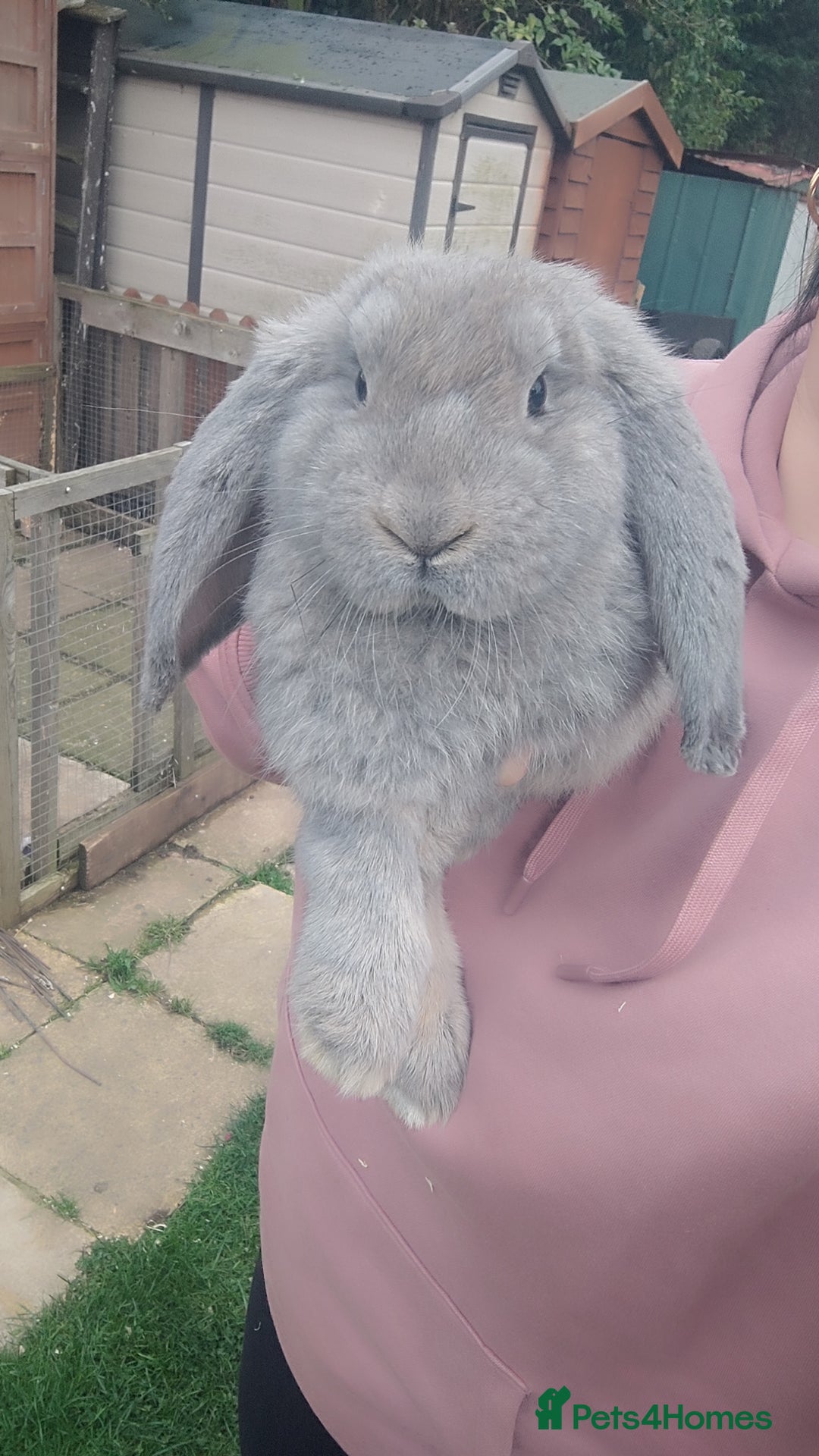 French Lop rabbits for sale: Beautiful french lop boy - Advert 7