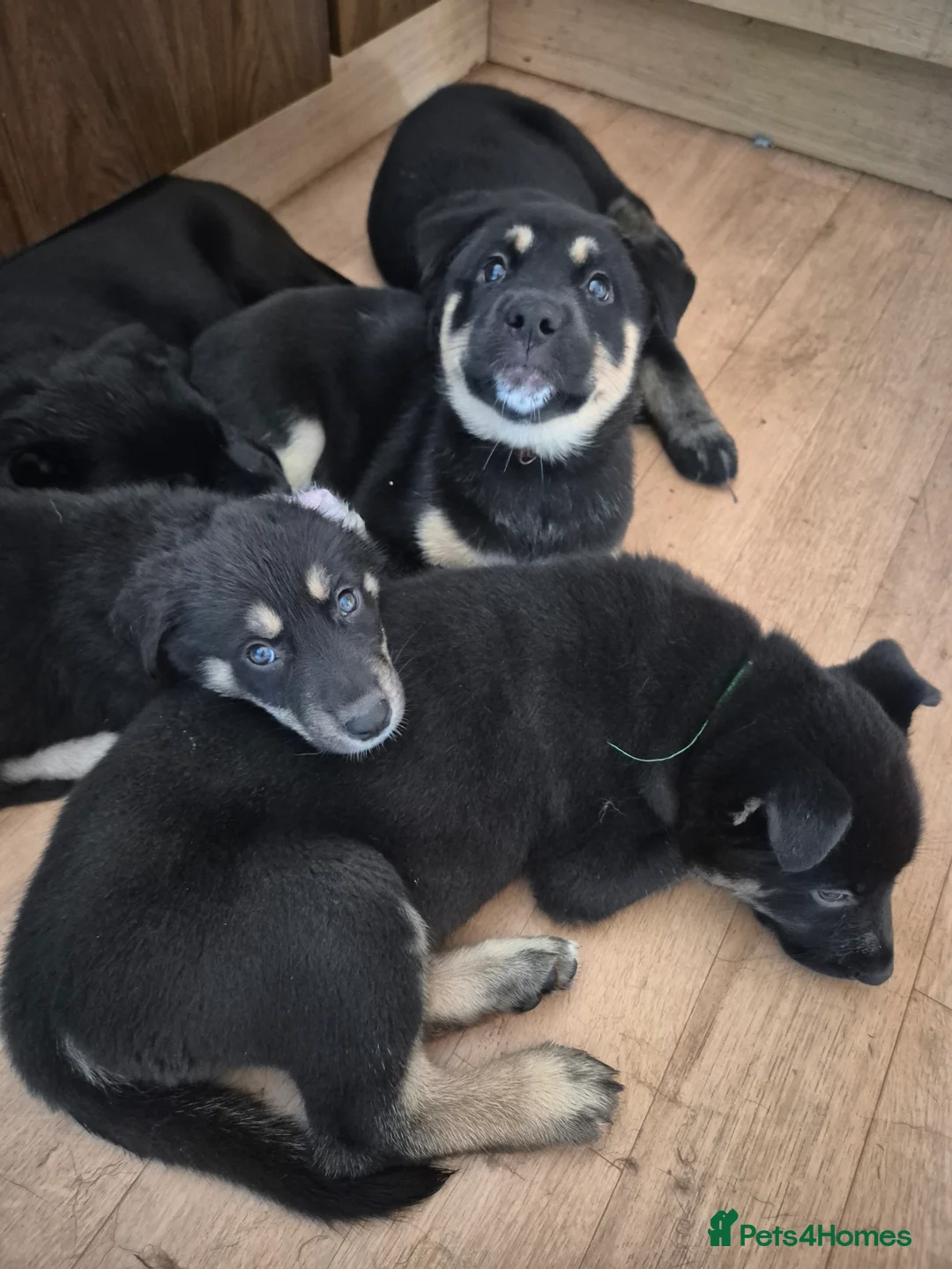 Mixed Breed dogs for sale: READY NOW! Stunning litter of puppies!! - Advert 2