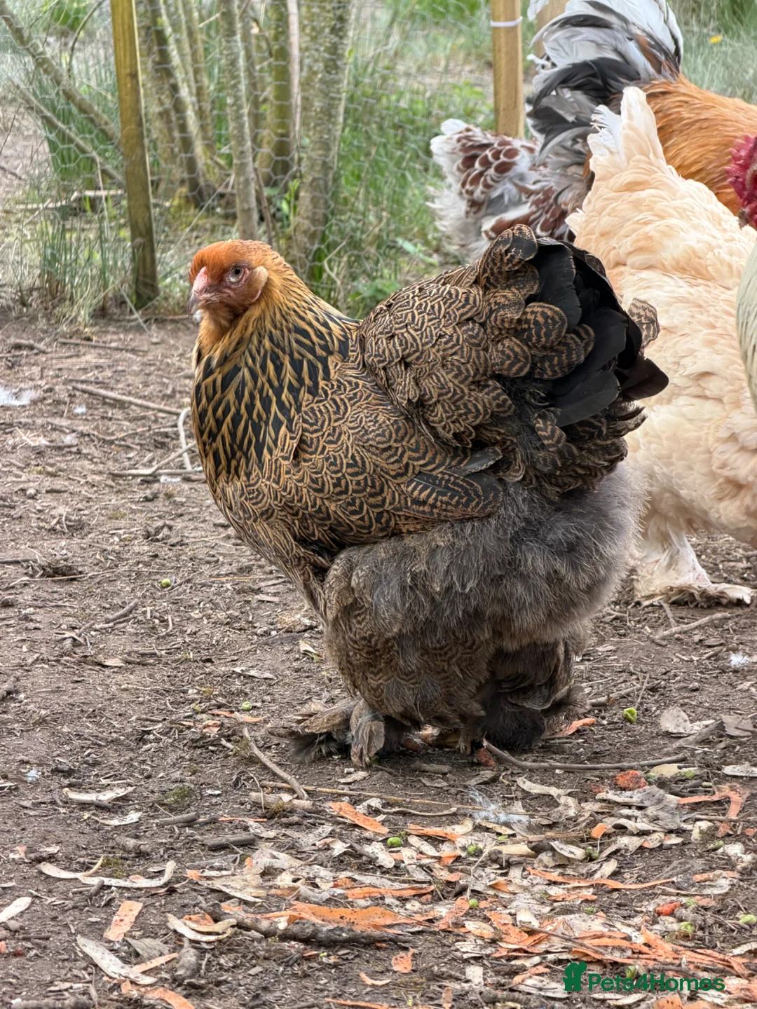 Chickens poultry for sale: Gold Partridge Brahma Chicks - Advert 11