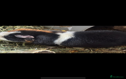 Guinea Pig rodents for sale: 2 Male Guinea  - Image 5