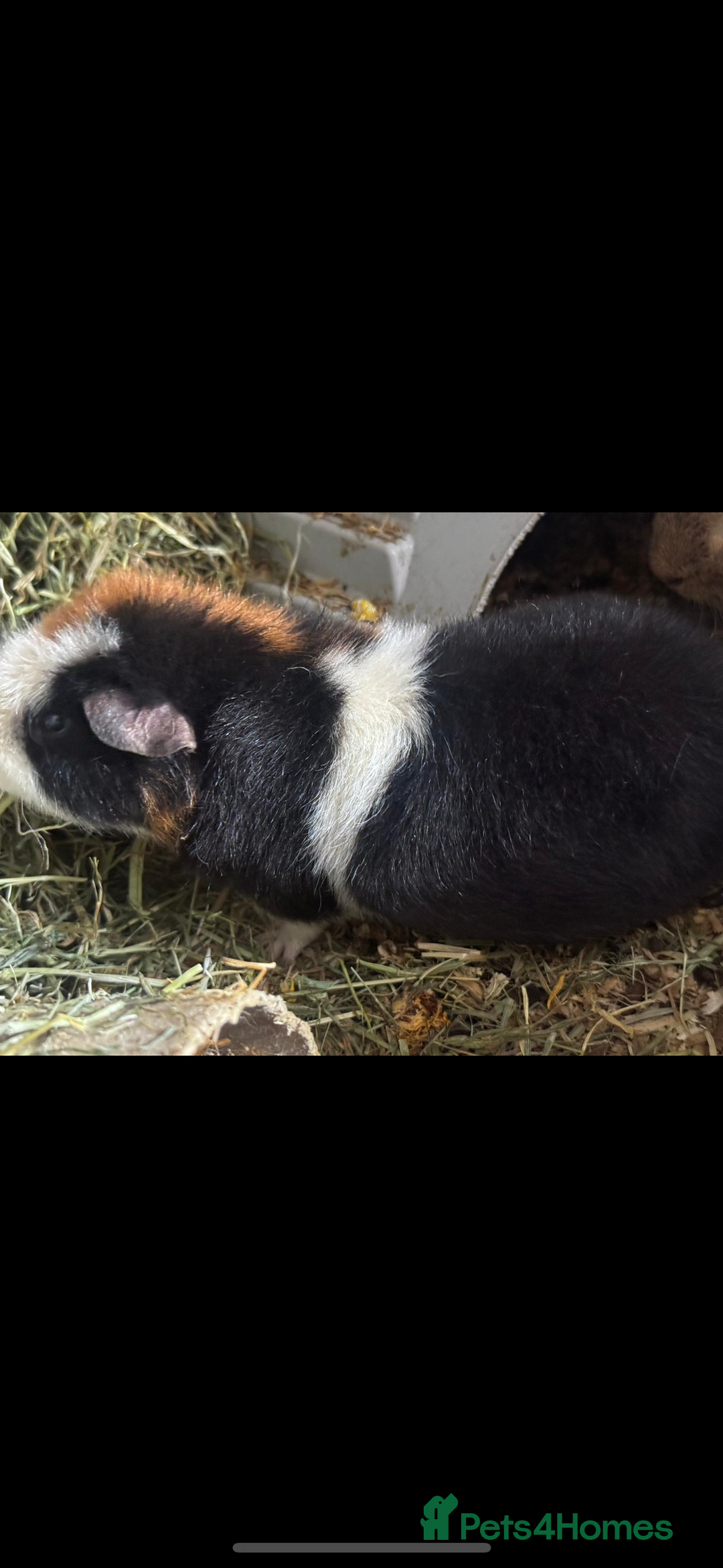 Guinea Pig rodents for sale: 2 Male Guinea  - Image 5