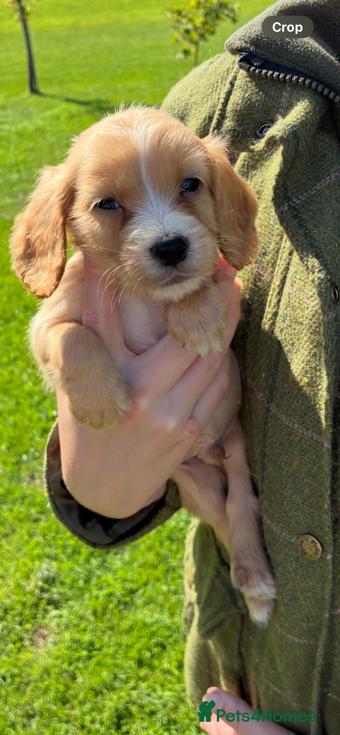 Cocker Spaniel dogs for sale: WORKING COCKER SPANIELS - Image 2