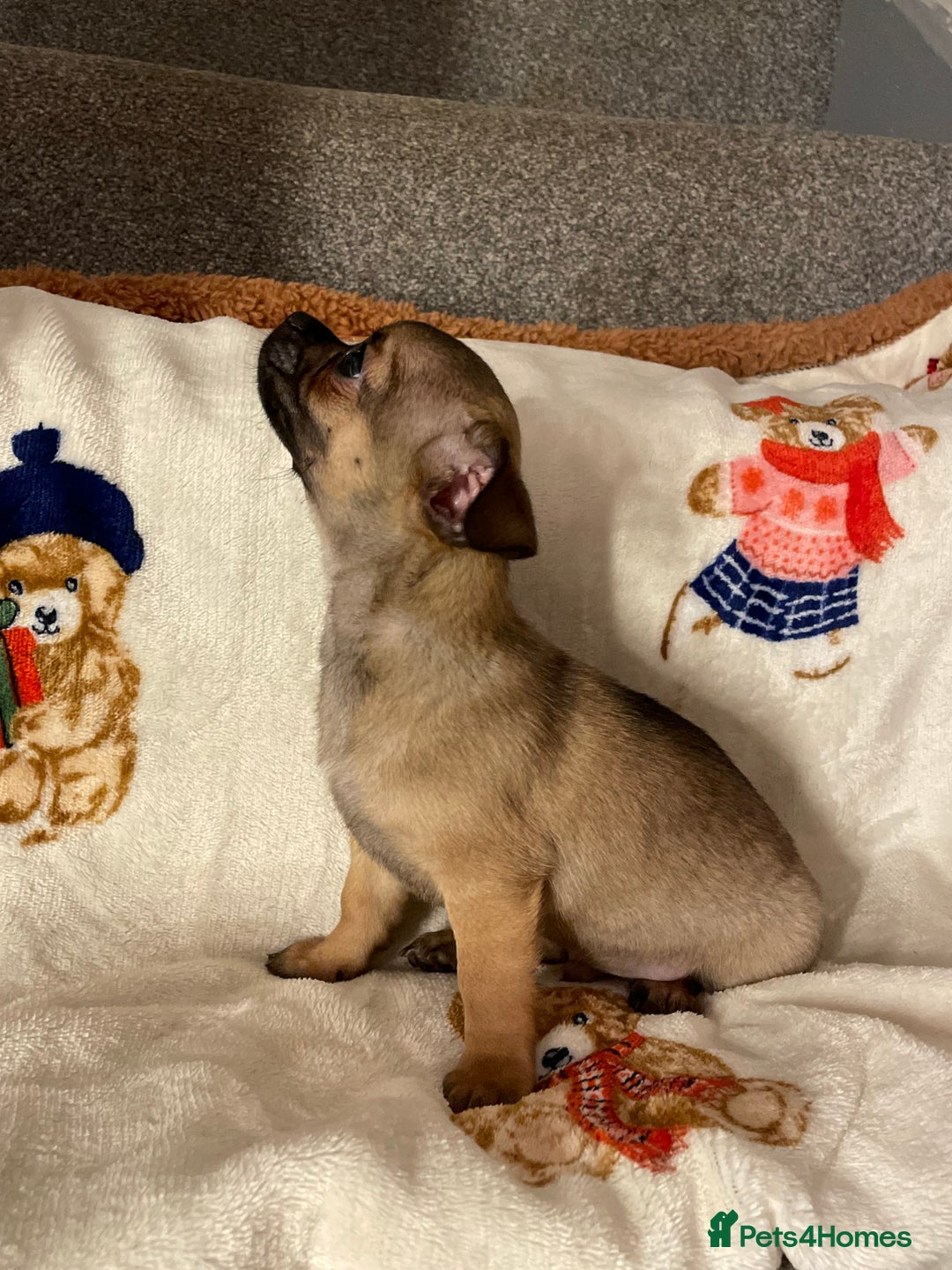 Chihuahua dogs for sale: Chihuahua Puppies Ready Now  - Advert 15