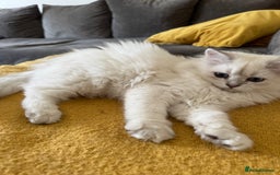 Scottish Fold cats for sale: Adorable Pure Scottish Fold Chinchilla Kittens in South Ockendon - Image 34