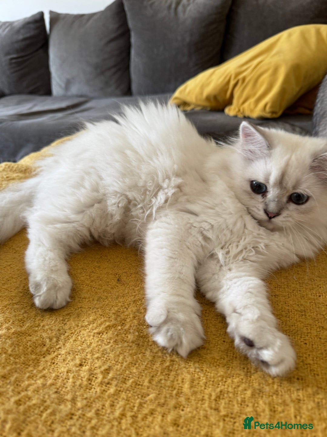 Scottish Fold cats for sale: Adorable Pure Scottish Fold Chinchilla Kittens in South Ockendon - Image 34