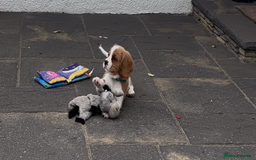 Cavalier King Charles Spaniel dogs for sale: Cavalier King Charles Spaniel  - Image 19