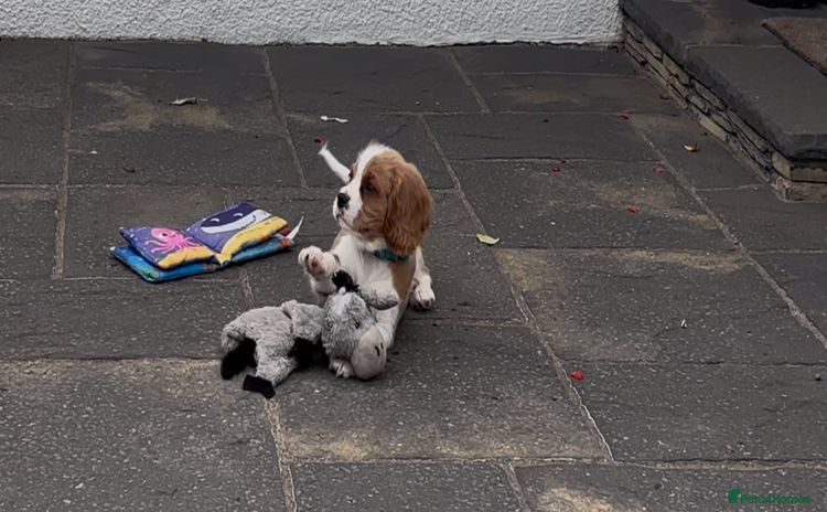 Cavalier King Charles Spaniel dogs - Advert 2