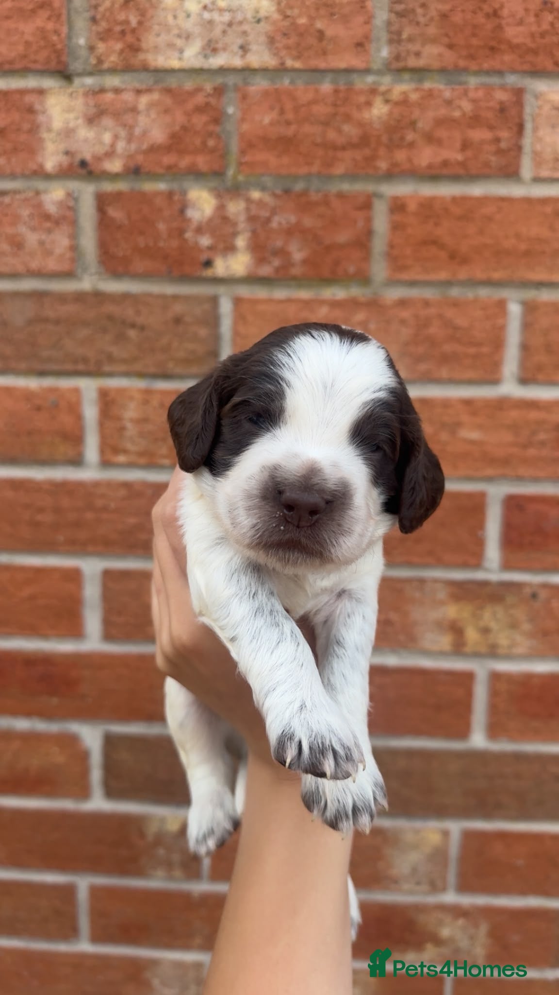Sprocker dogs 7 beautiful sprocker spanials - Advert 12