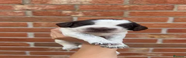 Sprocker 1