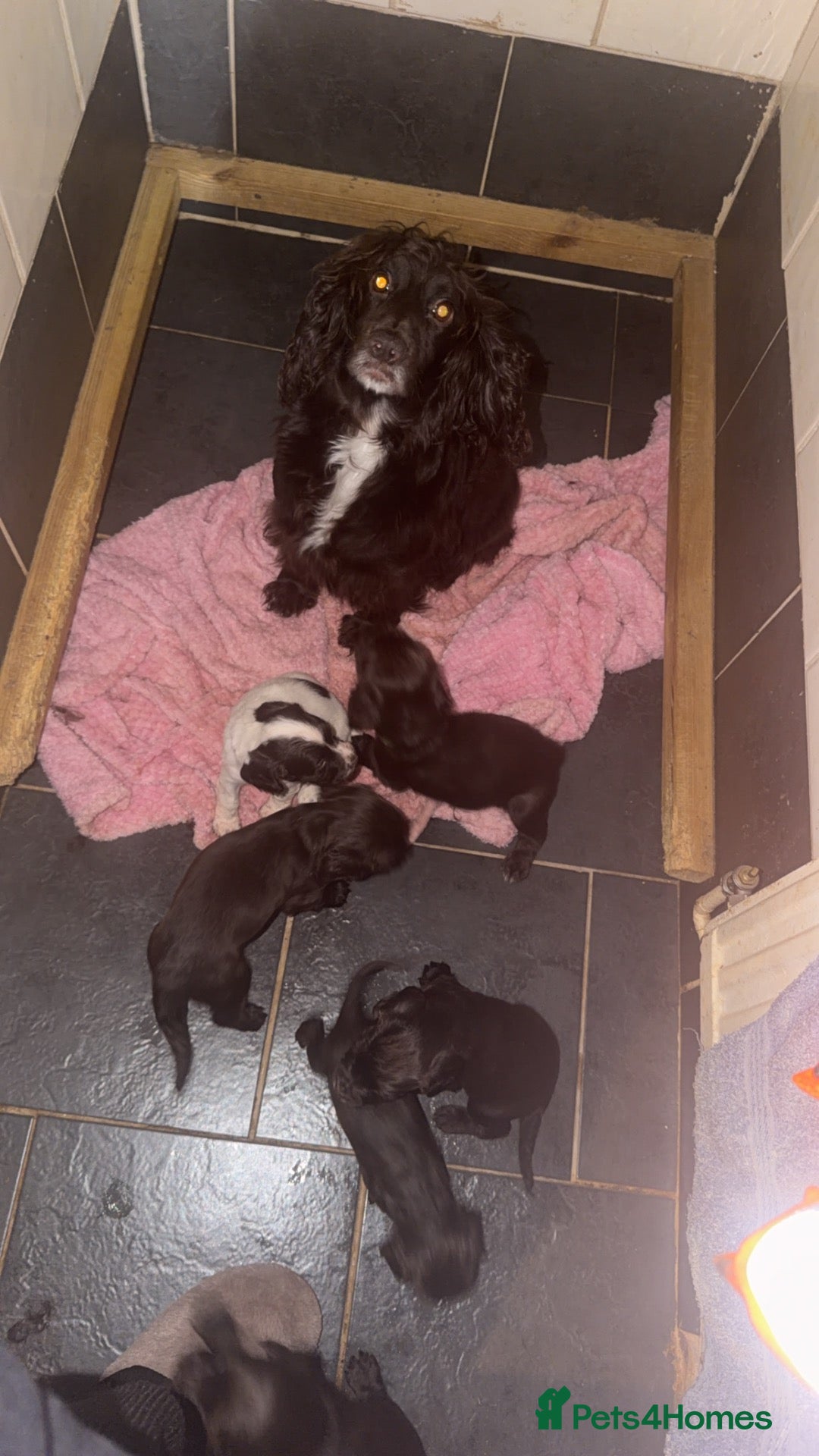 Sprocker dogs Sproker spaniel puppies  - Advert 17
