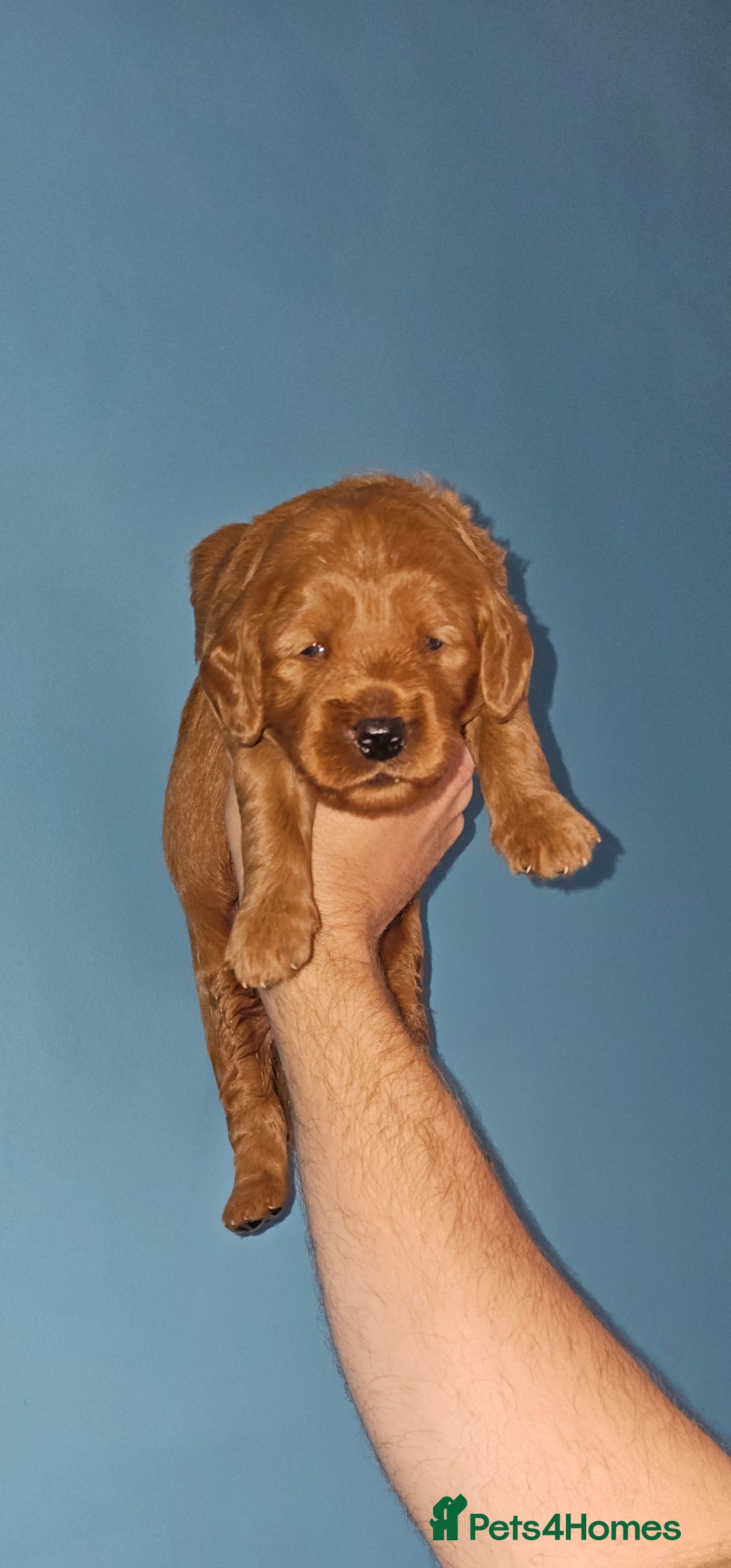 Goldendoodle dogs for sale: F1 RED GOLDENDOODLE 1 FEMALE LEFT - Image 10