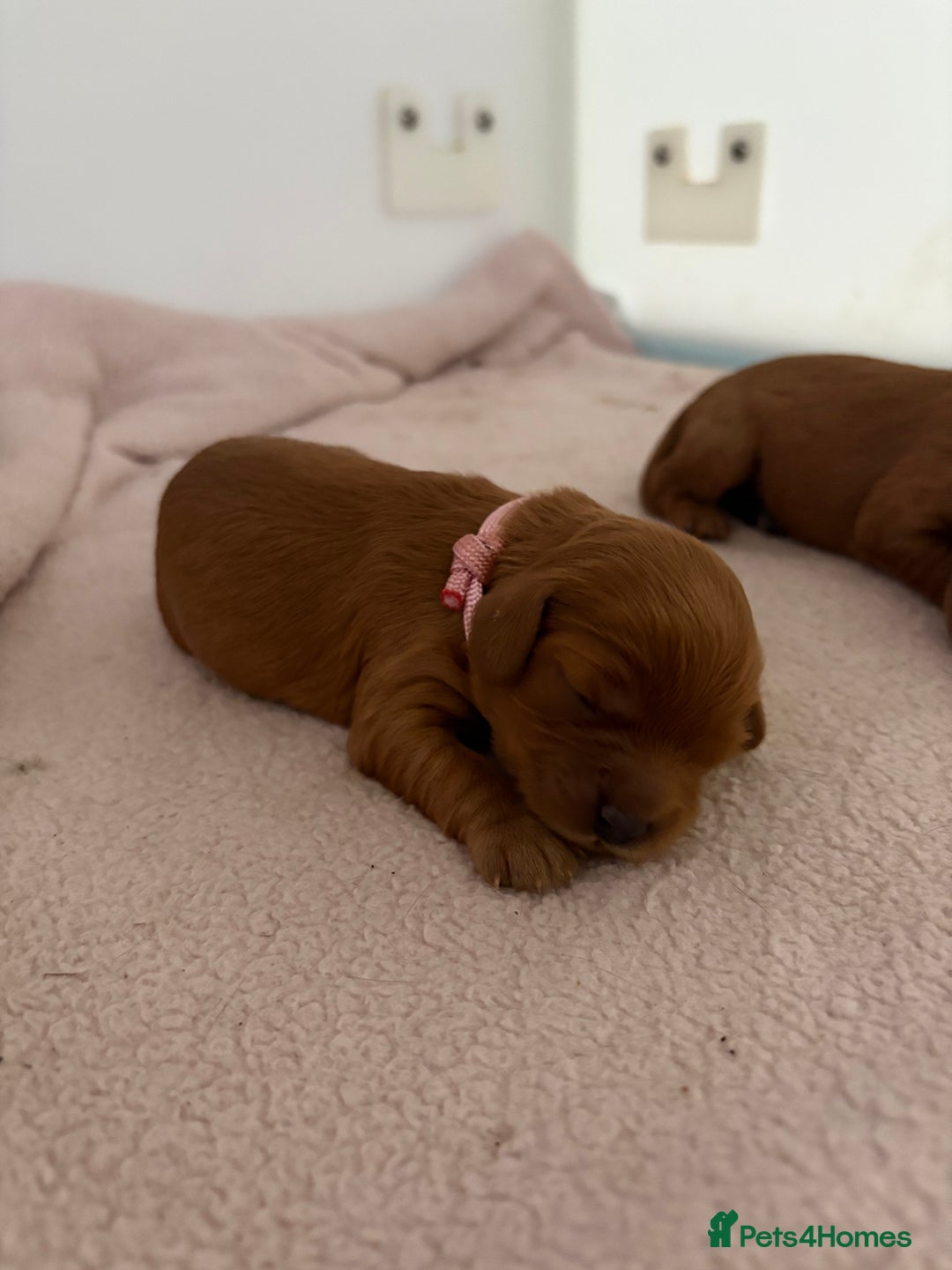 Cavapoo dogs for sale: Extensively Tested Stunning Toy F1 Red Cavapoo’s - Image 10