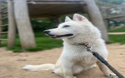 Siberian Husky dogs for sale: Girl Siberian husky  - Advert 4
