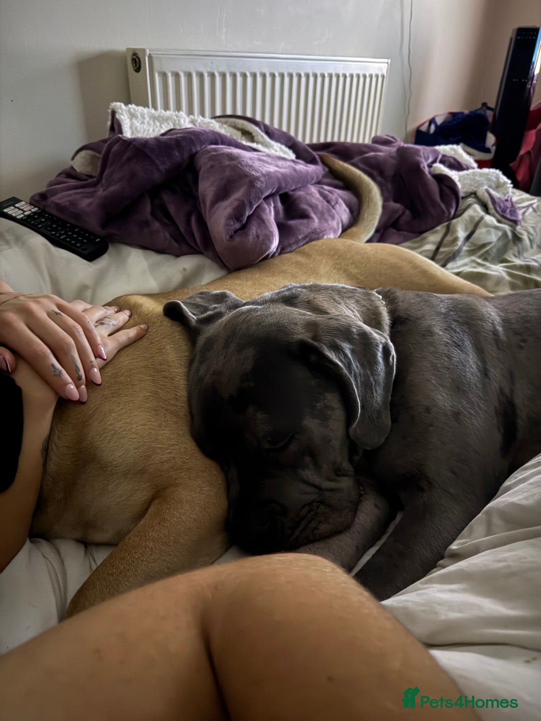 Mixed Breed dogs for sale: Cane Corso x Great Dane  - Advert 5