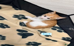 Mixed Breed cats for sale: 5 kittens available  - Image 9