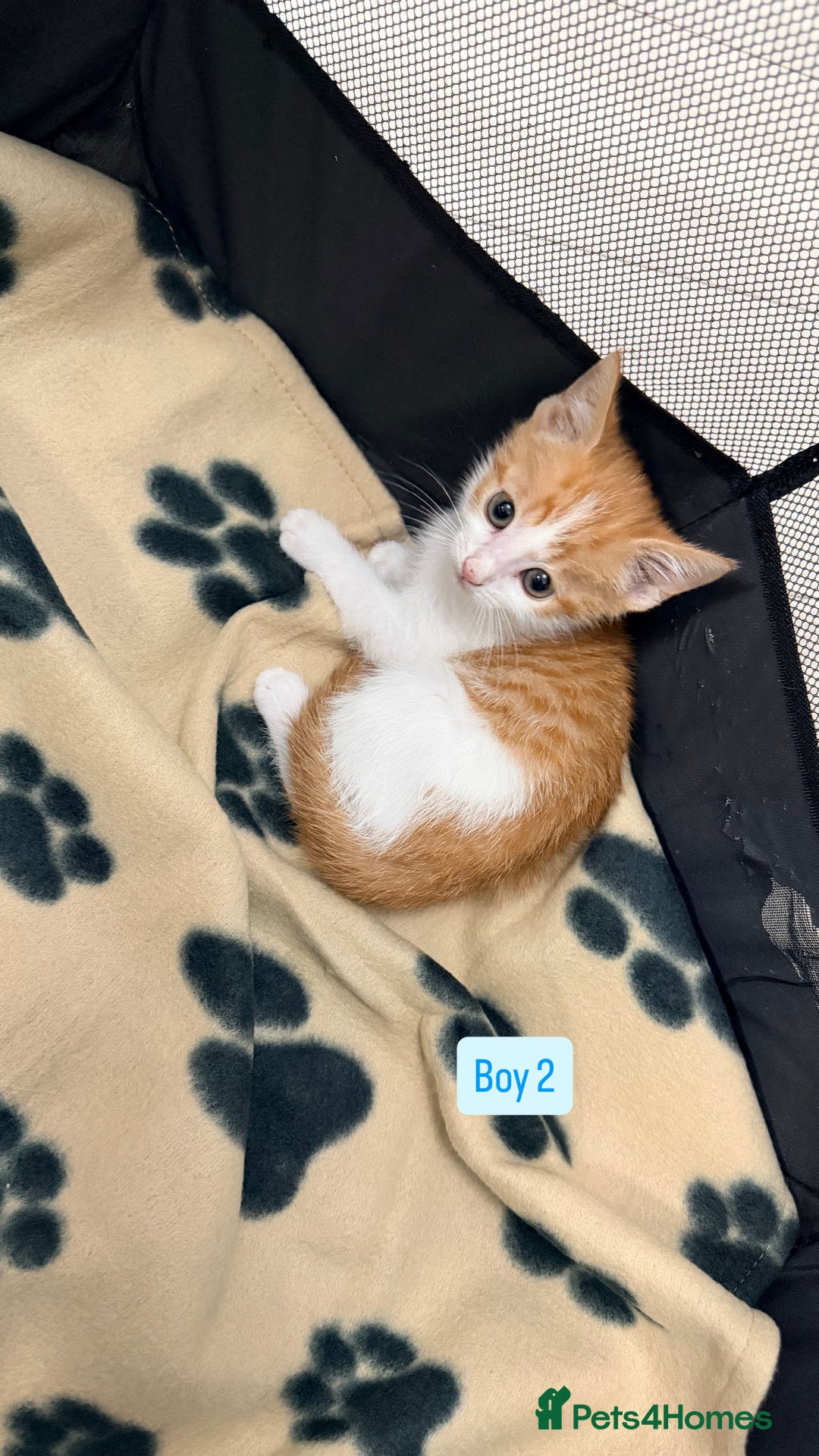 Mixed Breed cats for sale: 5 kittens available  - Image 9