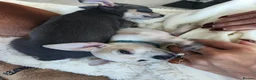 Chihuahua dogs for sale: 🐾4 Adorable Chihuahua Puppies Need Loving Homes🐾 - Advert 7