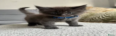 Maine Coon 2