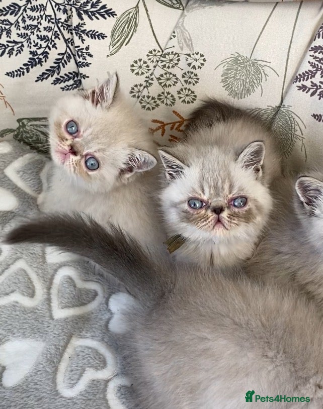 Exotic cats GCCF Registered Exotic Colour Point Kittens £950 - Advert 20