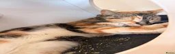 Mixed Breed cats for sale: Beautiful Hattie for adoption  - Advert 2