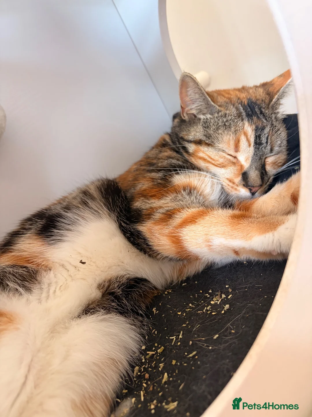 Mixed Breed cats for sale: Beautiful Hattie for adoption  - Advert 2