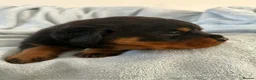 Rottweiler dogs for sale: Rottweiler puppies in Liskeard - Advert 6