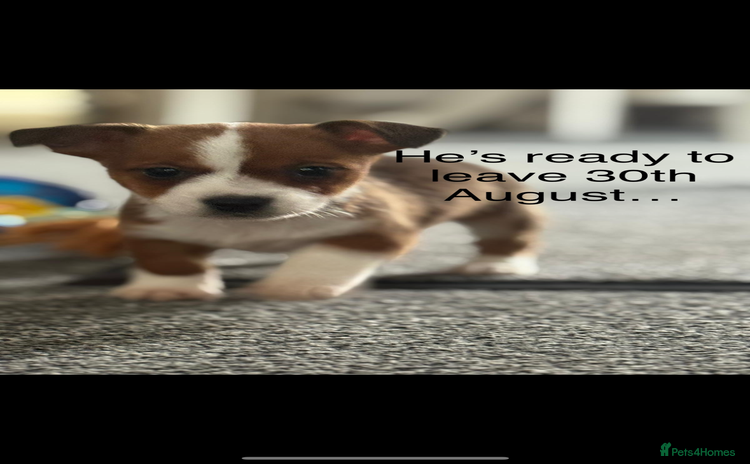 Jack Russell dogs - Advert 1