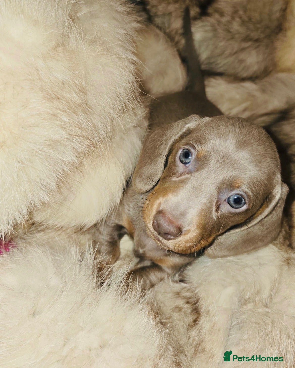 Miniature Dachshund dogs 👑Quality KC Miniature Dachshund’s👑 - Advert 2
