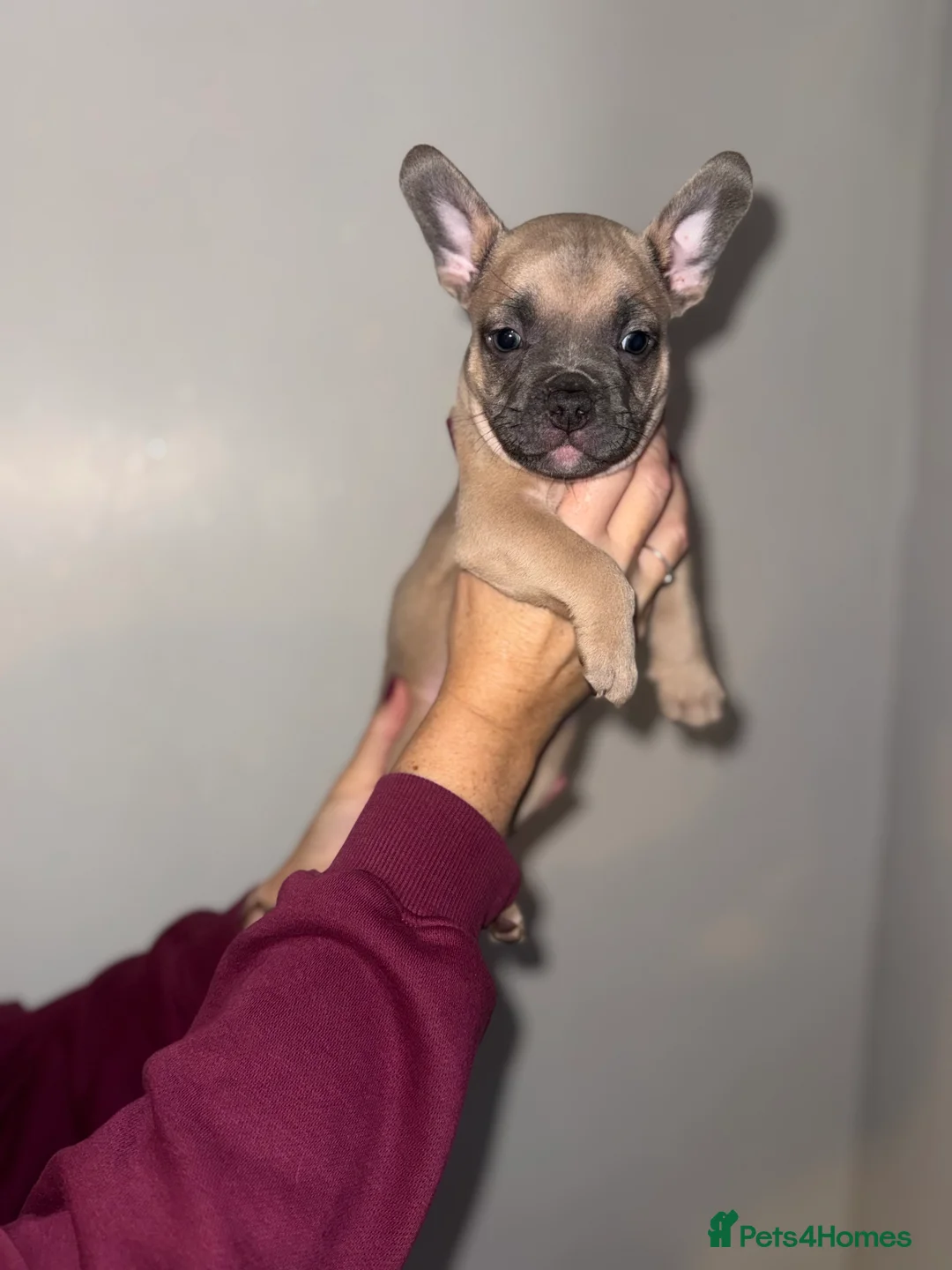 Mixed Breed dogs for sale: French bulldog / pocket bully puppies in Witham - Advert 4
