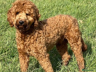 Goldendoodle dogs in Driffield - Advert 3