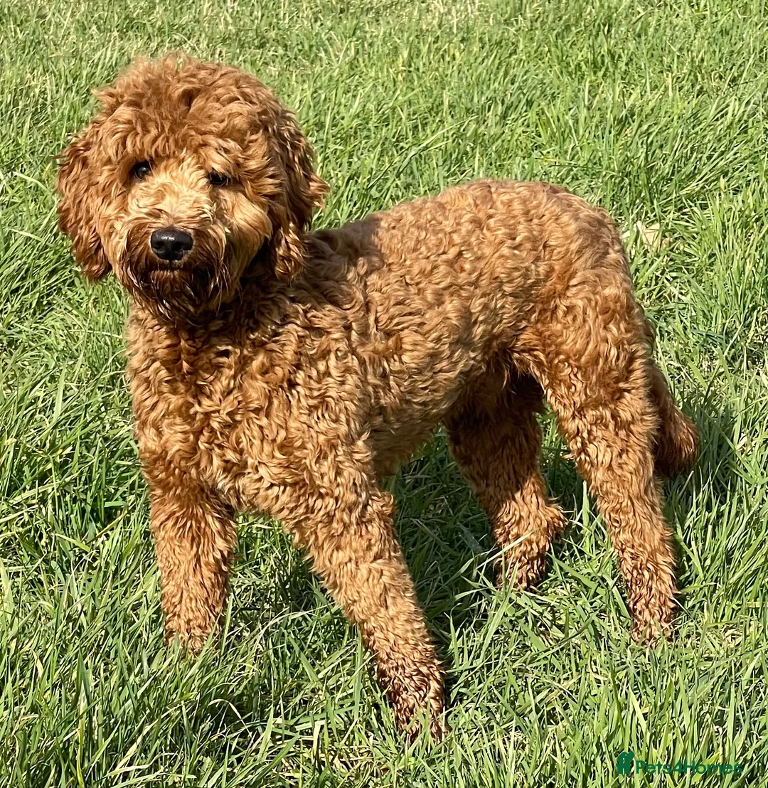 Goldendoodle dogs for stud: Goldendoodle stud Dog  - Advert 1