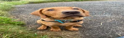 Labrador Retriever dogs for stud: Fox Red Labrador Available for Stud.  - Advert 22